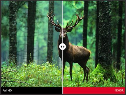Voksen kronhjort han set i profil i en skov, forgrenede gevirer, brun pels, sammenlignende billede i fuld skærm og 4K HDR-zoom