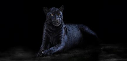 Panteră neagră cu blană neagră pătată și blană catifelată, cu ochi galbeni strălucitori, întinsă cu labele încrucișate, văzută din trei sferturi față într-o lumină întunecată