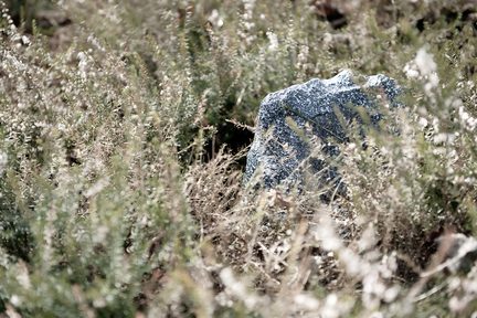Affiche déco nature, gros plan rocher gris moucheté dans hautes herbes sèches vert pâle