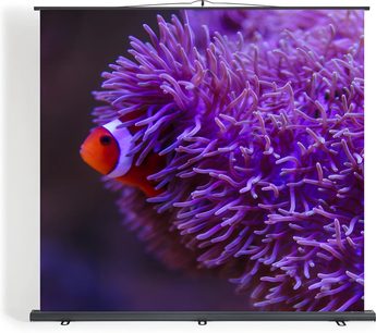 Bærbar projektionsskærm Projeo PullUP ALR LT 80 med billede af orange klovnefisk i lilla anemoner