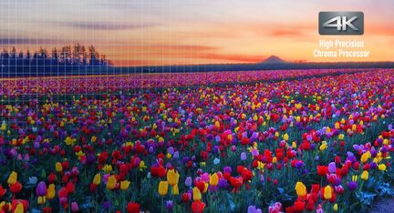 Multicolored tulip field at sunset, with trees on the horizon and an orange and violet sky