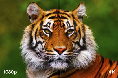 Tiger, nærbilde forfra, oransje pels med svarte striper, skarpe grønne øyne, spisse ører, hvit snute
