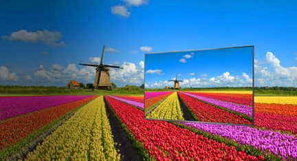 Campos de tulipas multicoloridas, moinhos de vento e céu azul com algumas nuvens brancas