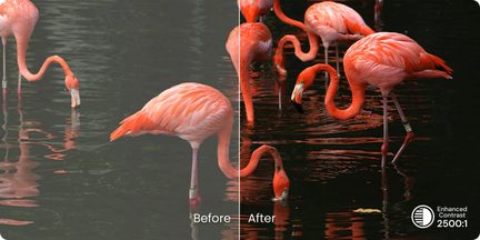 Vertikalt opdelt sammenligningsbillede, der viser flere lyserøde flamingoer på en mørk vandoverflade; venstre side er mindre mættet og mærket "Before", højre side er mere kontrastfuld og mærket "After", ikon og tekst "Enhanced Contrast 2500:1" nederst til højre