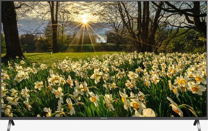 Panasonic TX-55FX700 TV-skærm, der viser en mark med påskeliljer ved solnedgang, slankt og elegant design