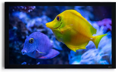 Tela de projeção fixa Projeo Frame HD 110 com moldura preta, vista frontal com imagem de peixes tropicais coloridos