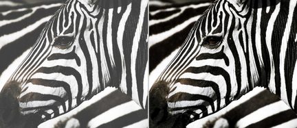 Close-up profile of a zebra head, black and white stripes against a blurred background of a second zebra