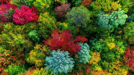 Luftfoto af en tæt skov med farverigt løvværk i røde, orange, gule og grønne nuancer, der danner en naturlig mosaik af efterårsfarver