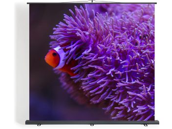 Écran de projection portable Projeo PullUP ALR LT 90 avec image de poisson-clown et anémone violette en vue de face